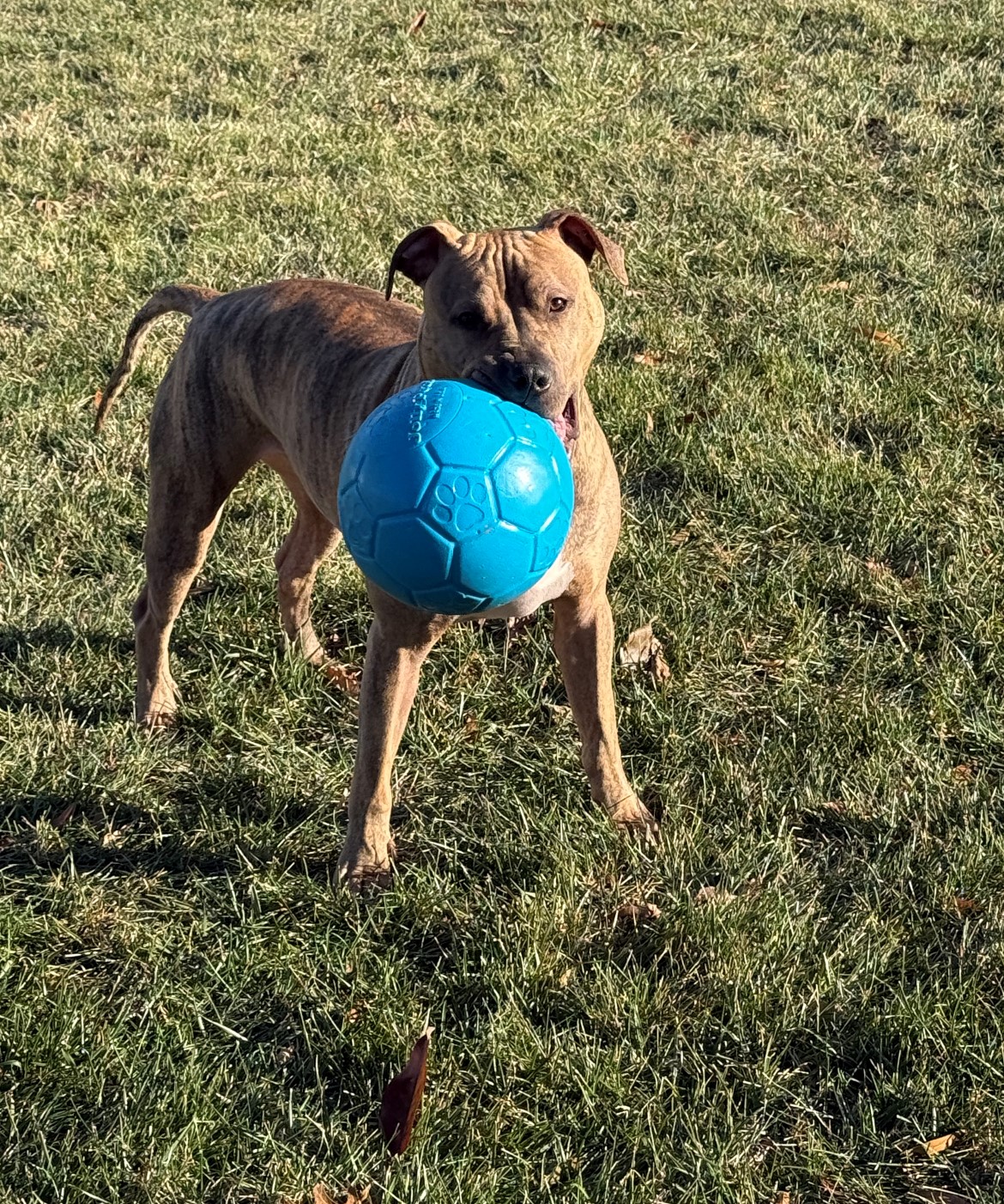 Dog holding a blue soccer ball